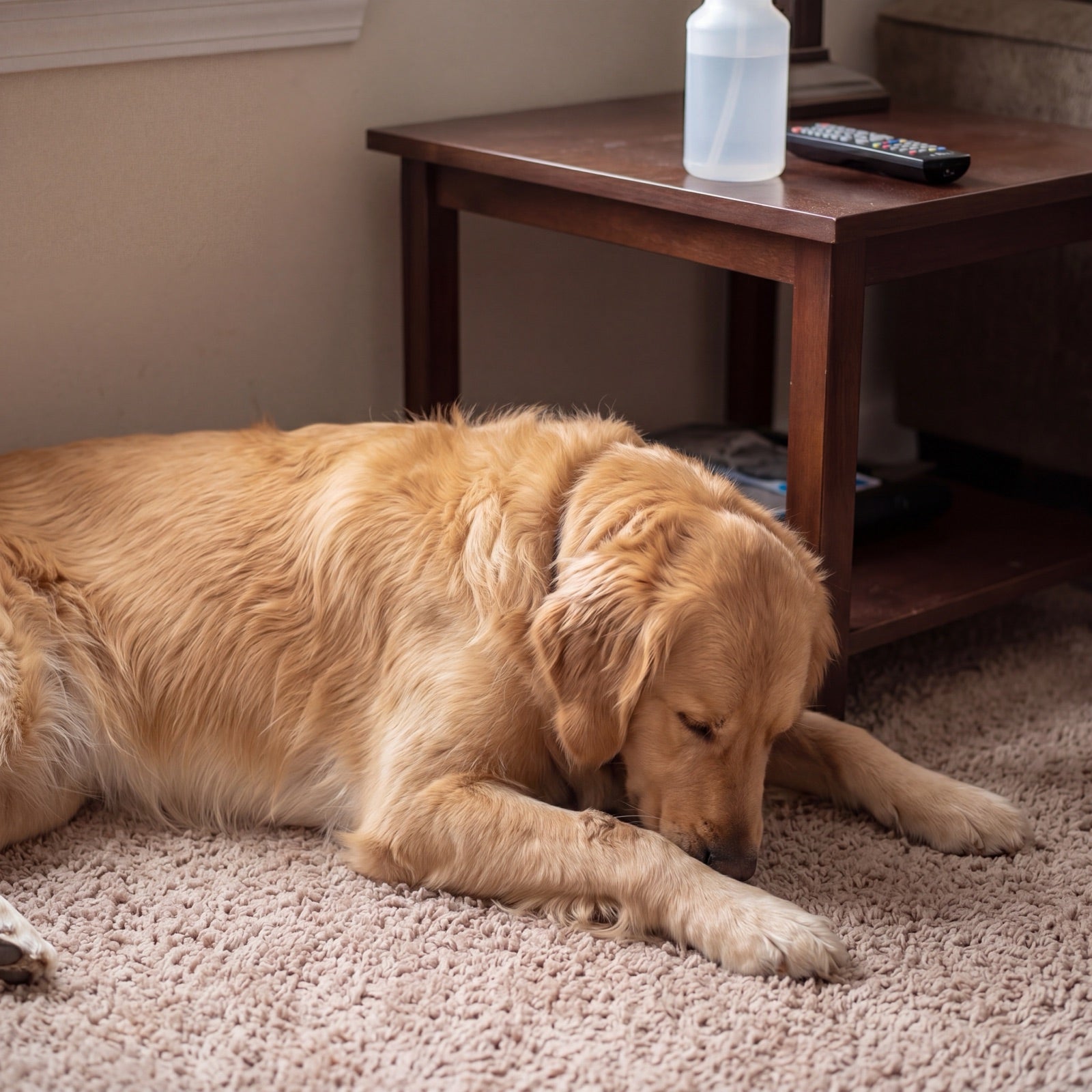 A dog resting on the carpet